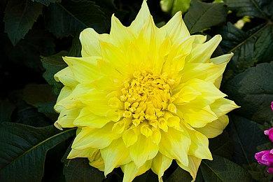 《大富翁》1-4代在Steam正式发售 快来回味经典